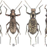 Morphostenophane jiaoziensis