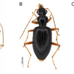 Leptonetela oylatensis