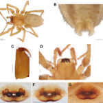 Onycholabis hainanus 