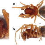 Cybaeus anatolicus 