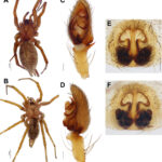 Dictyna caligaformis