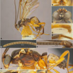 Minucella angusta 