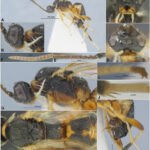 Aleiodes (Arcaleiodes) monochromaticus Belokobylskij & Ku