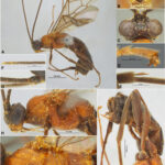 Aleiodes (Chelonorhogas) pseudalbitibia Belokobylskij & Ku