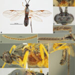 Minucella angusta 