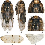 Dendropsophus liliae: una nueva rana arborícola descubierta en la Mata Atlántica de Brasil