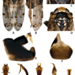 Aleiodes (Aleiodes) imberbis Belokobylskij & Ku