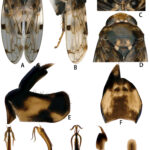 Dendropsophus liliae: una nueva rana arborícola descubierta en la Mata Atlántica de Brasil