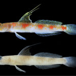 Morphostenophane ailaoshanensis