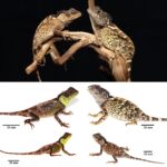 Scincella gigas