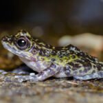 La araña que pesca con una red de seda en las selvas del Chocó biogeográfico
