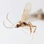 Dendronotus shpataki