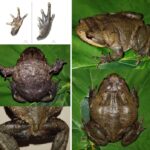 Dendronotus shpataki