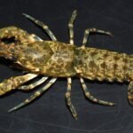 Boulenophrys calciphila