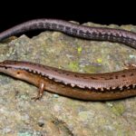 Acanthosaura syrax