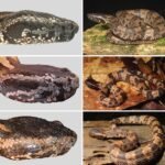 Ovophis medogensis