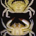 Ovophis medogensis