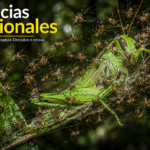 Chamaeza baturitensis: la nueva especie de ave que emerge de los bosques de Baturité