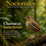 Rasgos neandertales que aún son visibles en algunos humanos modernos