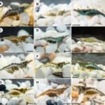 Cyrtodactylus mursalensis