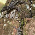 Caridina srivijaya