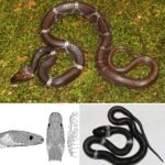 Eremiascincus erebos