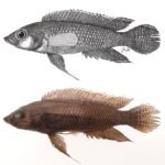 Cyrtodactylus mursalensis