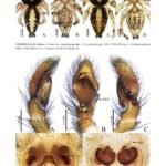 Duttaphrynus phawngpui